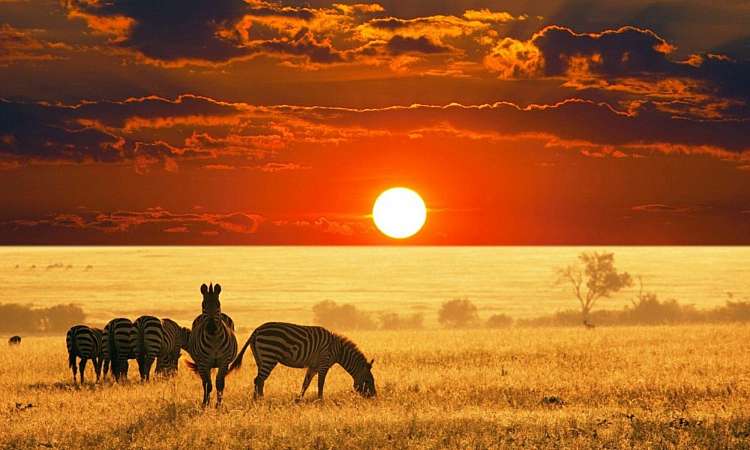 Inverno 2020: Gran Safari Discovery Kenya ed ammira i big 5 in Savana!